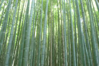 Bambusowy Las